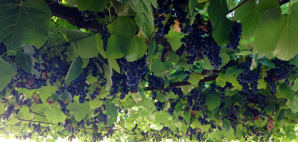 Quintal De Alem Do Ribeiro-Turismo Rural Lousã Εξωτερικό φωτογραφία